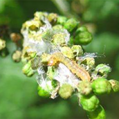 Polilla en el racimo de la vid Polilla en el racimo de la vid