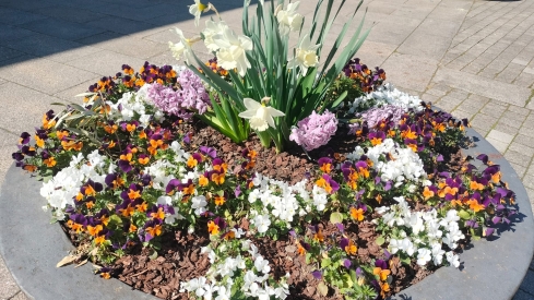 Bulbos Florales en Ponferrada Bulbos Florales en Ponferrada