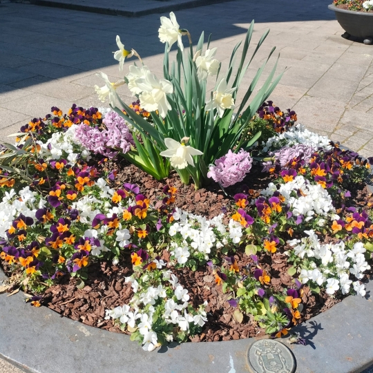 Bulbos Florales en Ponferrada