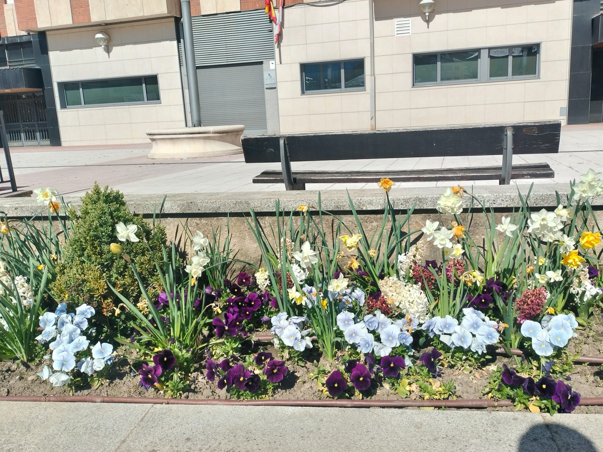 Plantación en la Plaza John Lennon de Ponferrada