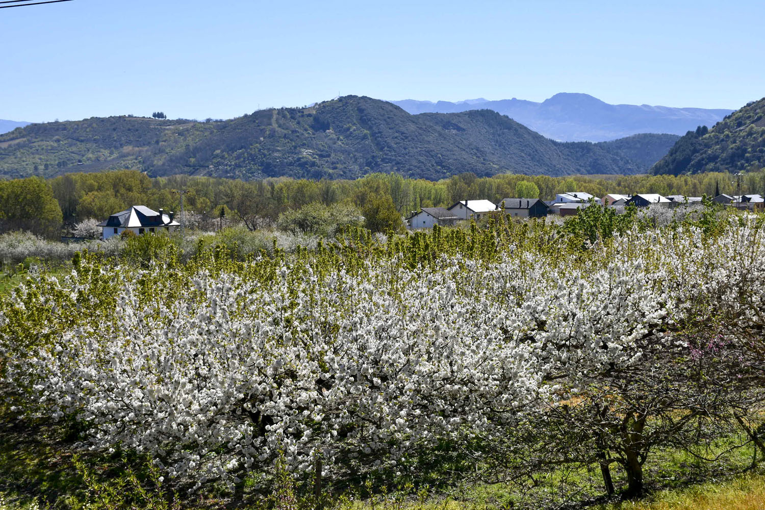 Cerezos en Corullón