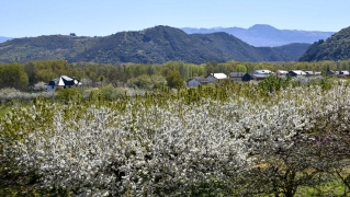 Cerezos en Corullón