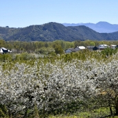 Cerezos en Corullón