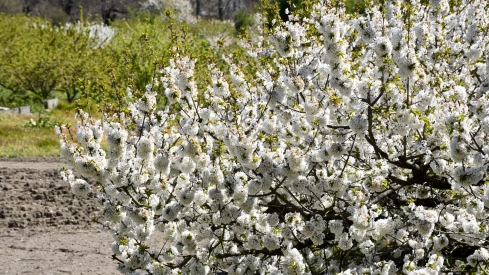 Cerezos en Corullón 2