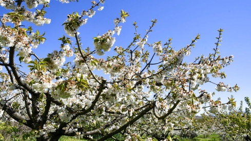 Cerezos en Corullón 3