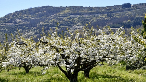 Cerezos en Corullón 4