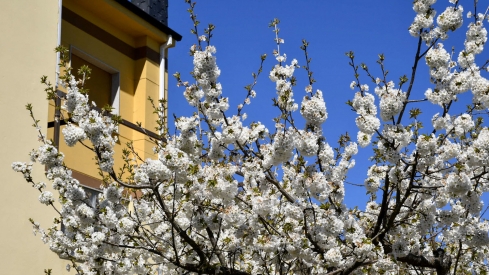 Cerezos en Corullón 5