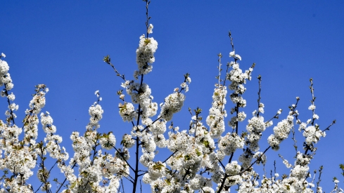 Cerezos en Corullón 6