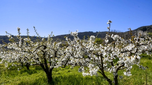 Cerezos en Corullón 7