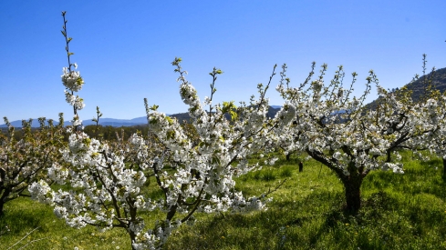 Cerezos en Corullón 8