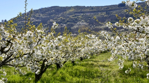 Cerezos en Corullón 9