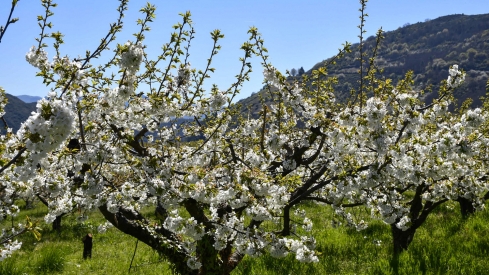 Cerezos en Corullón 10
