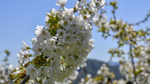 Cerezos en Corullón 11 Cerezos en Corullón 11