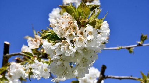 Cerezos en Corullón 12 Cerezos en Corullón 12