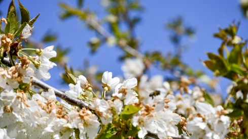 Cerezos en Corullón 13 Cerezos en Corullón 13