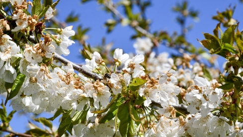 Cerezos en Corullón 14 Cerezos en Corullón 14
