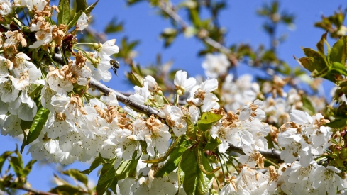 Cerezos en Corullón 15 Cerezos en Corullón 15