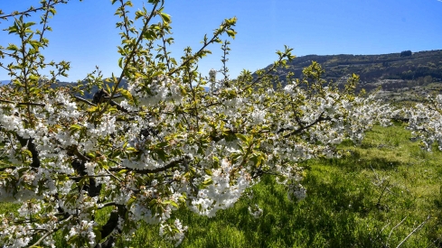 Cerezos en Corullón 16 Cerezos en Corullón 16
