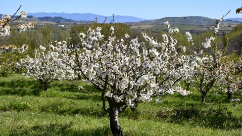 Cerezos en Corullón 17 Cerezos en Corullón 17