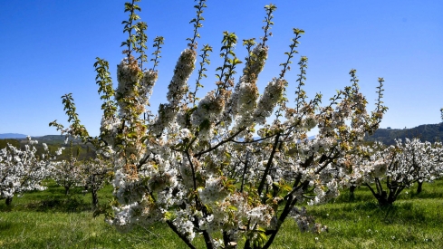 Cerezos en Corullón 18 Cerezos en Corullón 18