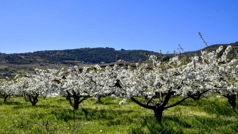 Cerezos en Corullón 19 Cerezos en Corullón 19