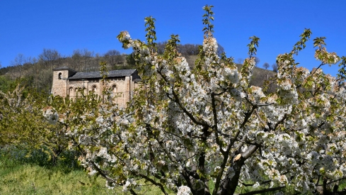 Cerezos en Corullón 20 Cerezos en Corullón 20