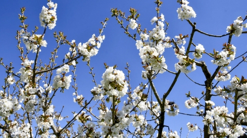Cerezos en Corullón 22 Cerezos en Corullón 22