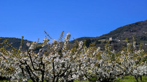 Cerezos en Corullón 24 Cerezos en Corullón 24