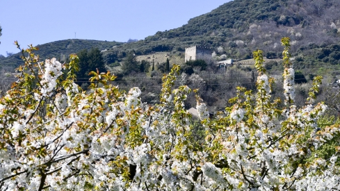 Cerezos en Corullón 25 Cerezos en Corullón 25