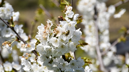 Cerezos en Corullón 26 Cerezos en Corullón 26
