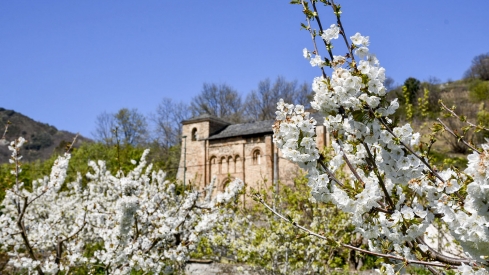 Cerezos en Corullón 27 Cerezos en Corullón 27