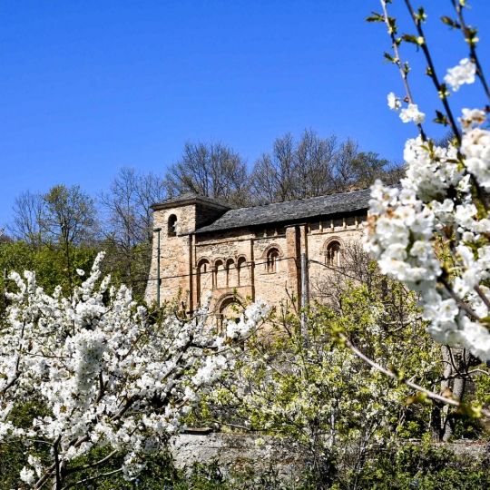 Cerezos en Corullón 28 Cerezos en Corullón 28