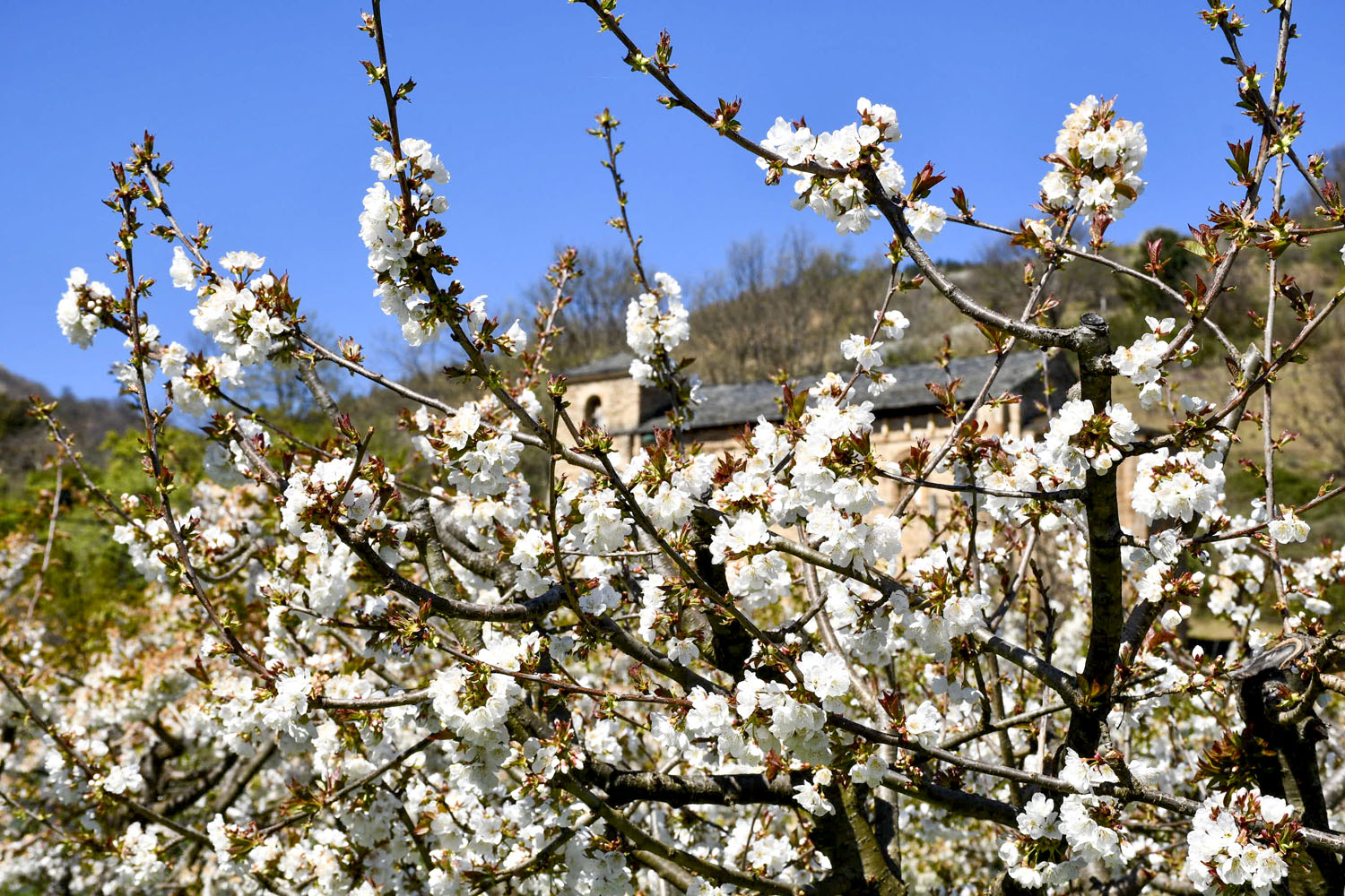 Cerezos en Corullón 29 Cerezos en Corullón 29