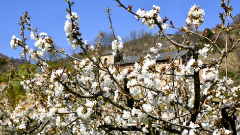 Cerezos en Corullón 29 Cerezos en Corullón 29