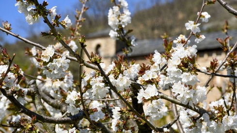 Cerezos en Corullón 30 Cerezos en Corullón 30
