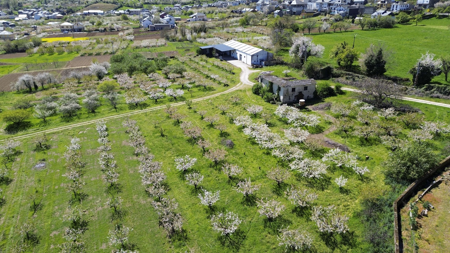 Cerezos en Corullón 35 Cerezos en Corullón 35