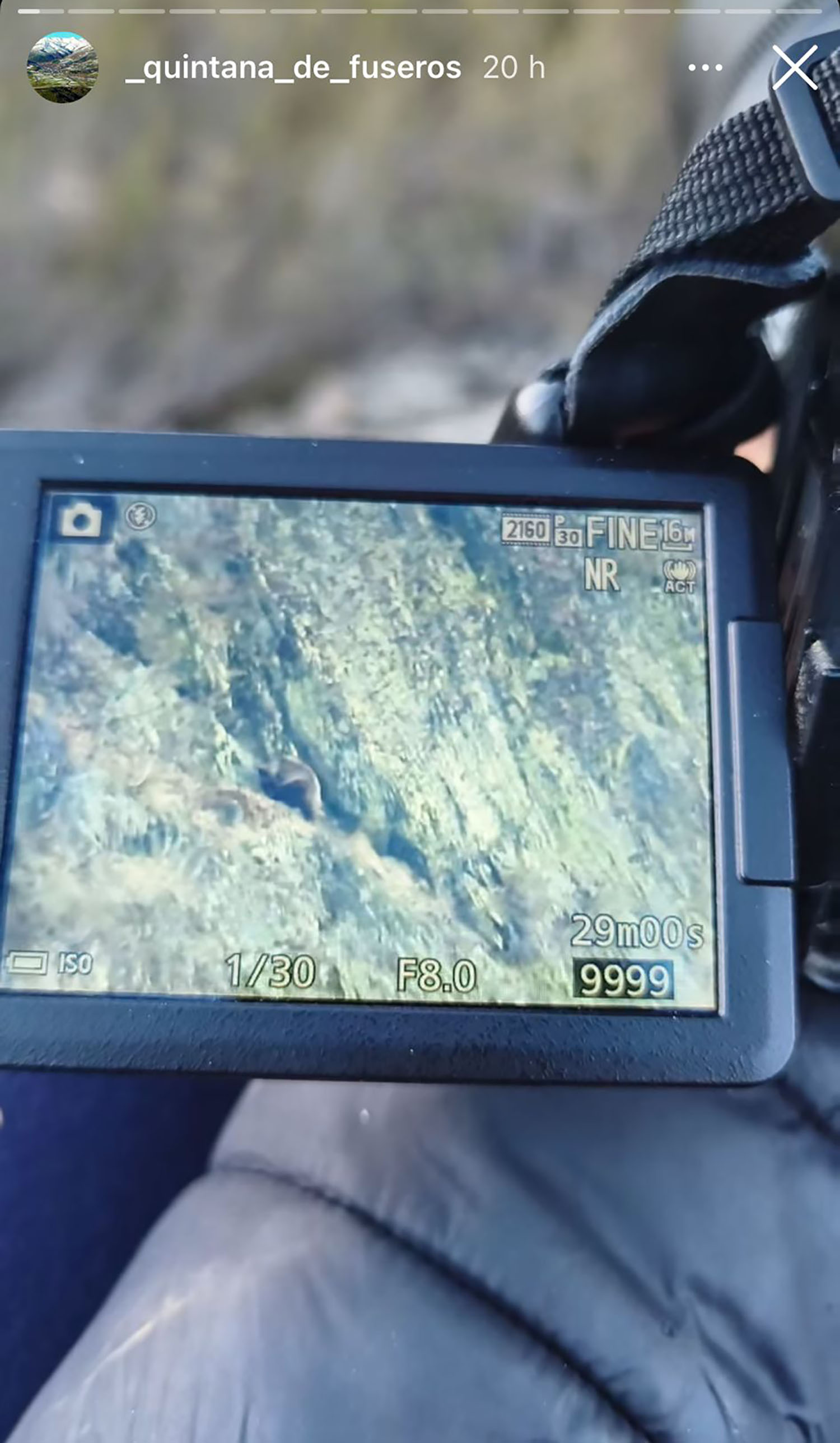 Oso en la Sierra de Gistredo Foto Quintana de Fuseros .