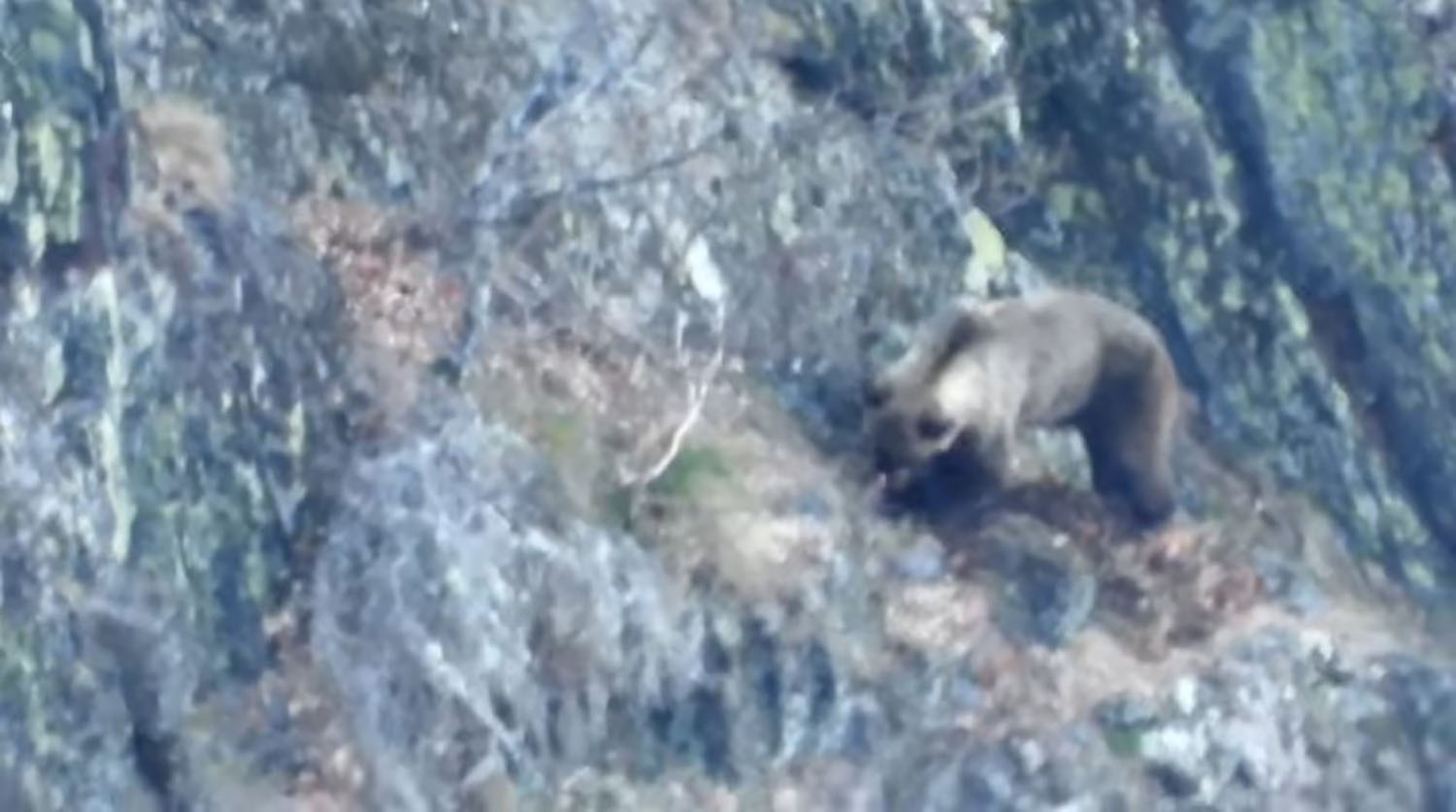 Oso en la Sierra de Gistredo Foto Quintana de Fuseros.
