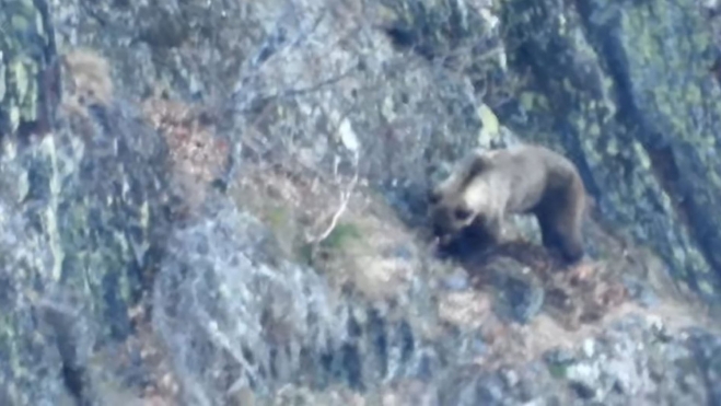 Oso en la Sierra de Gistredo Foto Quintana de Fuseros.