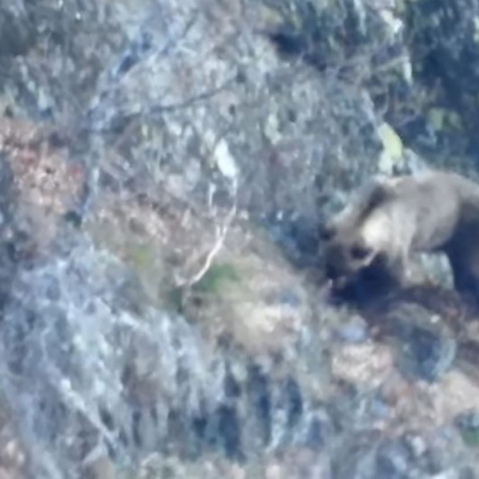 Oso en la Sierra de Gistredo Foto Quintana de Fuseros.