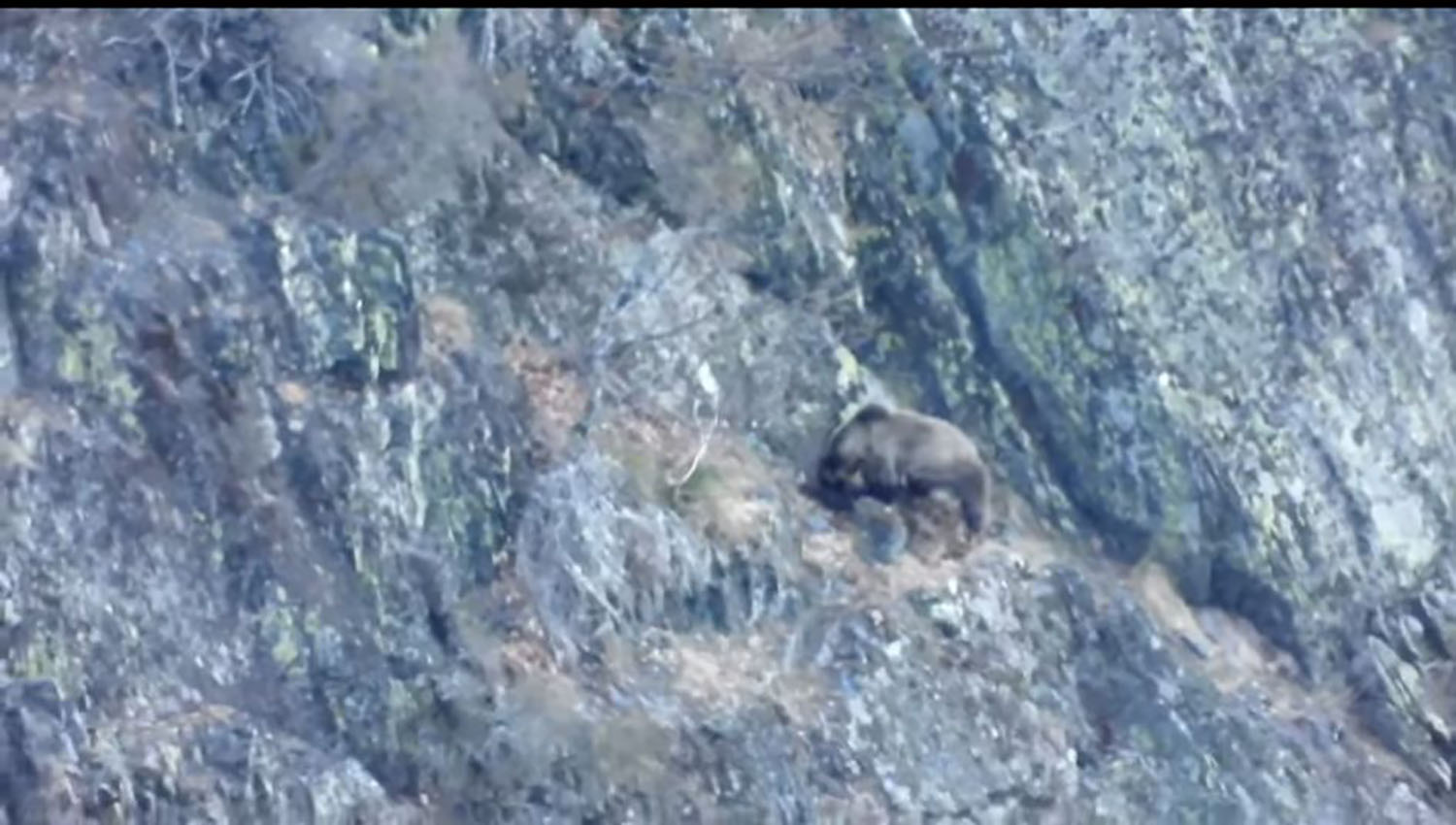 Oso en la Sierra de Gistredo Foto Quintana de Fuseros