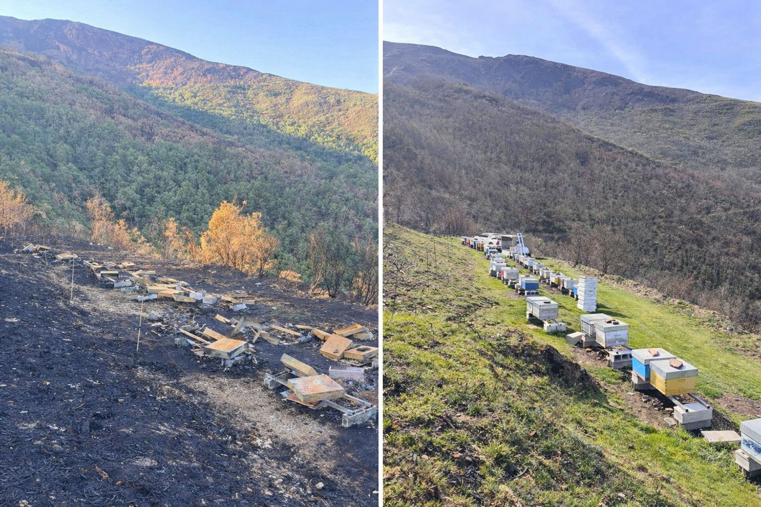 Colmenas en el Valle de Valdueza tras los incendios y en la actualidadRedes sociales de Miel de León