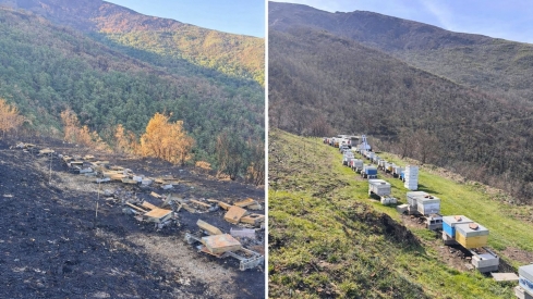 Colmenas en el Valle de Valdueza tras los incendios y en la actualidad  Redes sociales de Miel de León