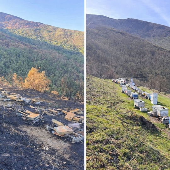 Colmenas en el Valle de Valdueza tras los incendios y en la actualidad  Redes sociales de Miel de León
