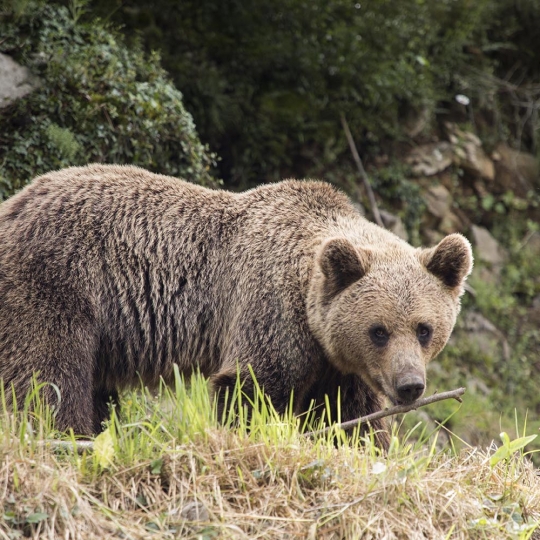 Oso pardo cantábrico ICAL