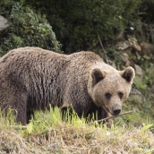 Oso pardo cantábrico ICAL
