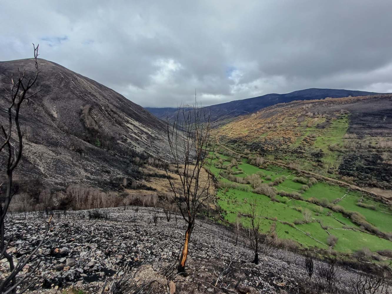 Reforestación hidrologico-forestal Fasgar