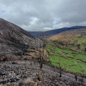 Reforestación hidrologico-forestal Fasgar