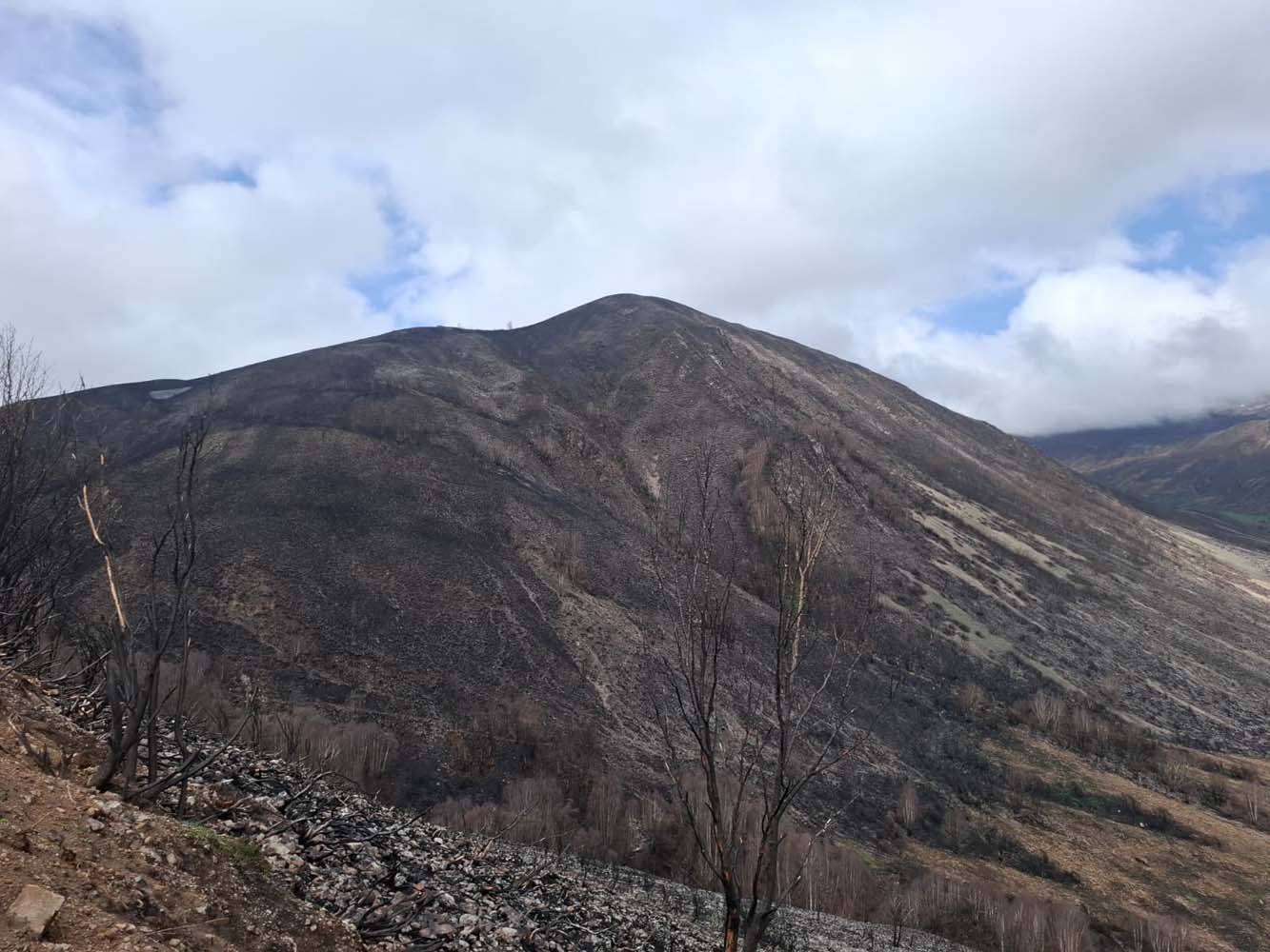 Reforestación hidrologico-forestal Fasgar