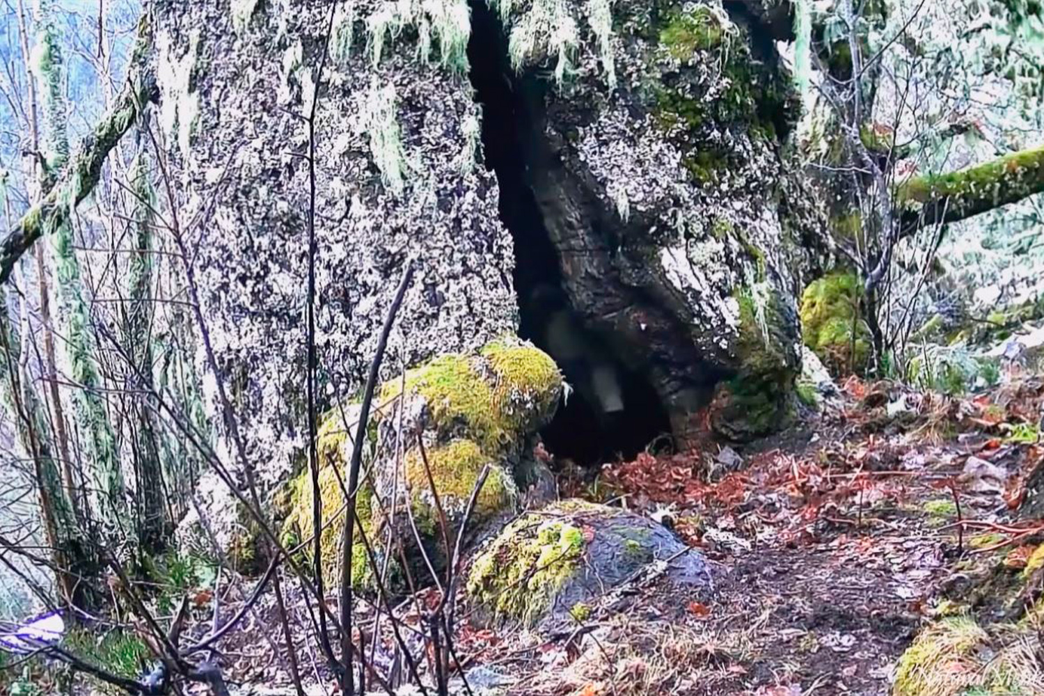 Fotogramas del vídeo de Naturalmente Fauna sobre el oso Árbolon 